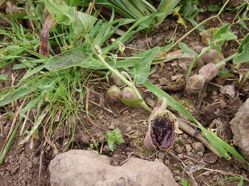 Aristolochia hirta photo 5