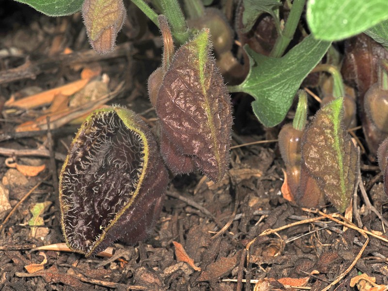Aristolochia hirta photo 6