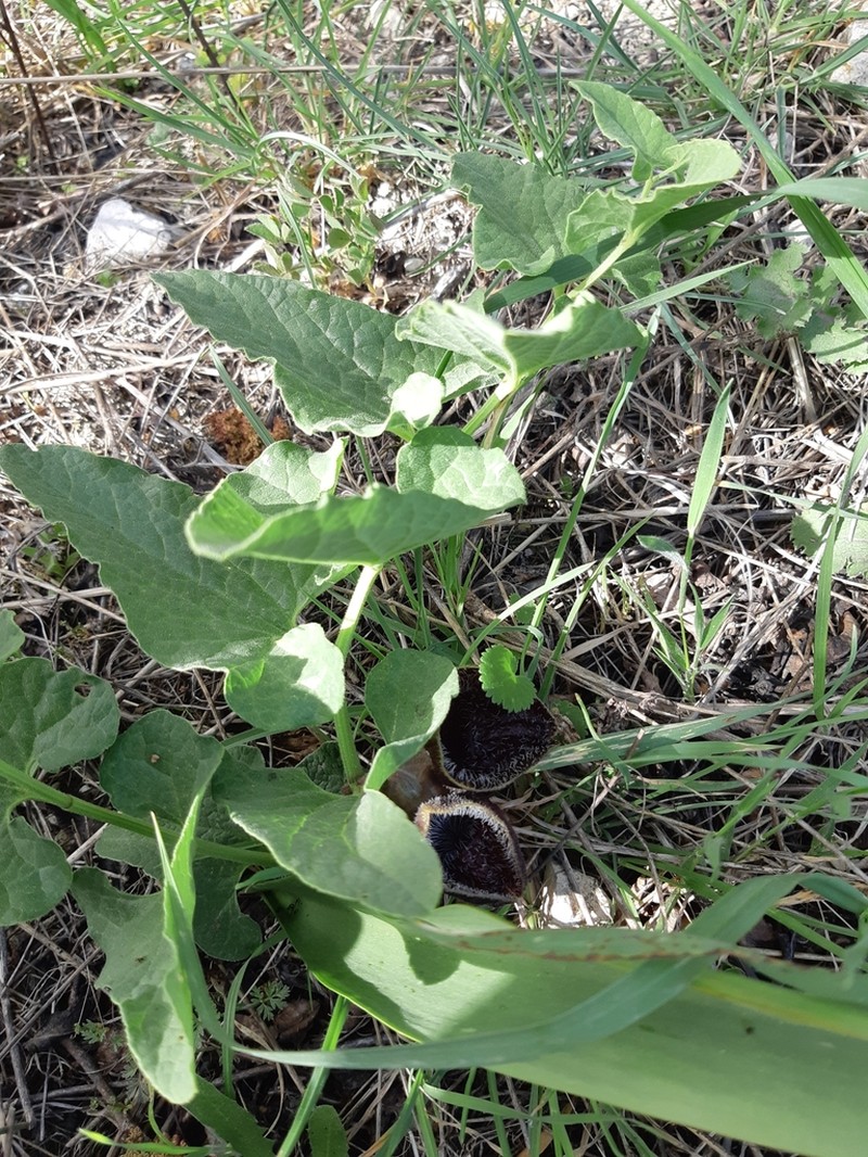 Aristolochia hirta photo 7