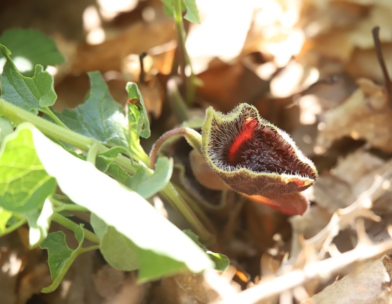 Aristolochia hirta photo 8