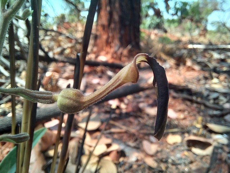 Aristolochia hockii