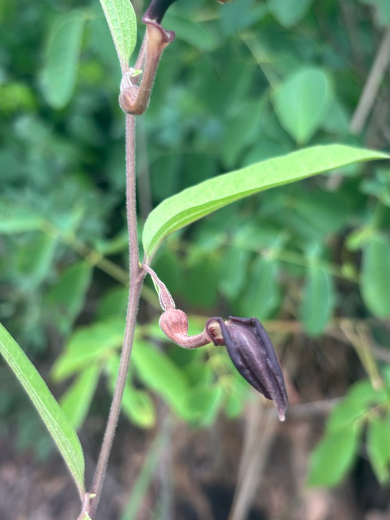 Aristolochia hockii photo 4