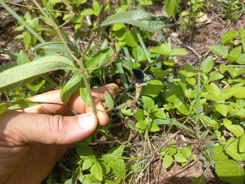 Aristolochia hockii photo 5