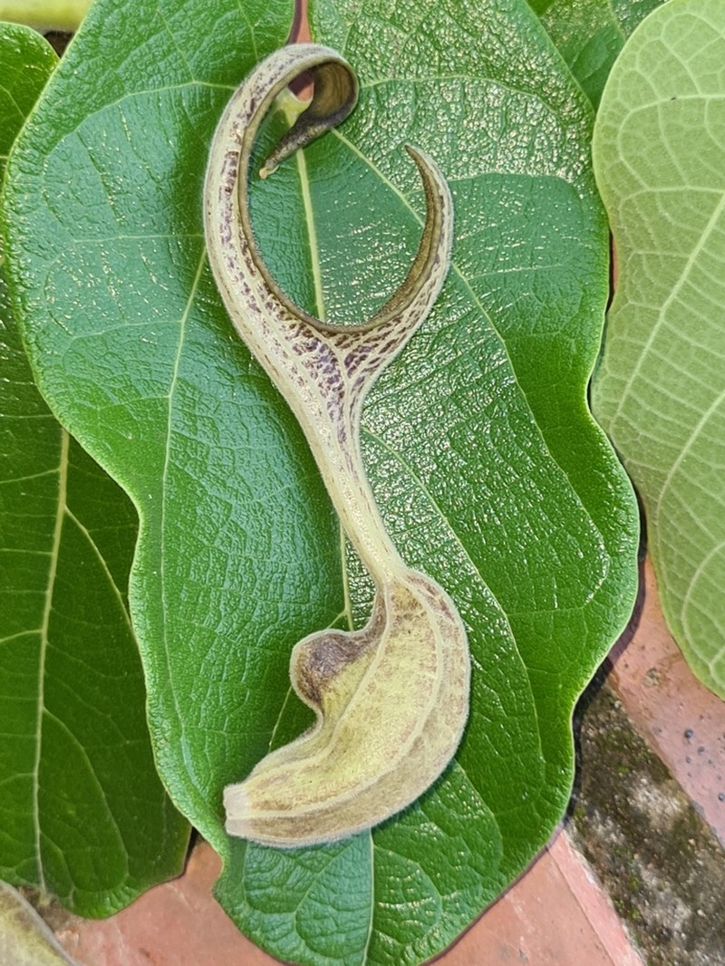 Aristolochia hoehneana