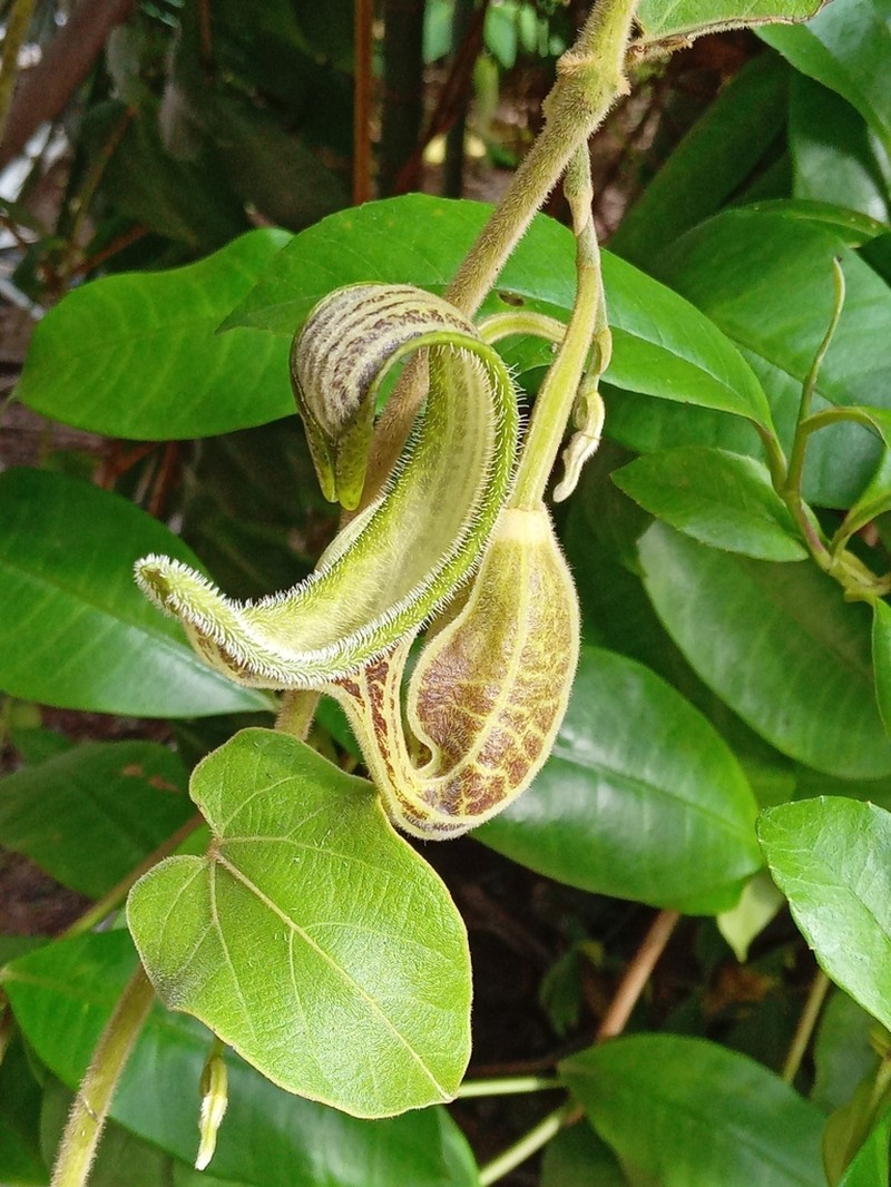 Aristolochia hoehneana photo 2