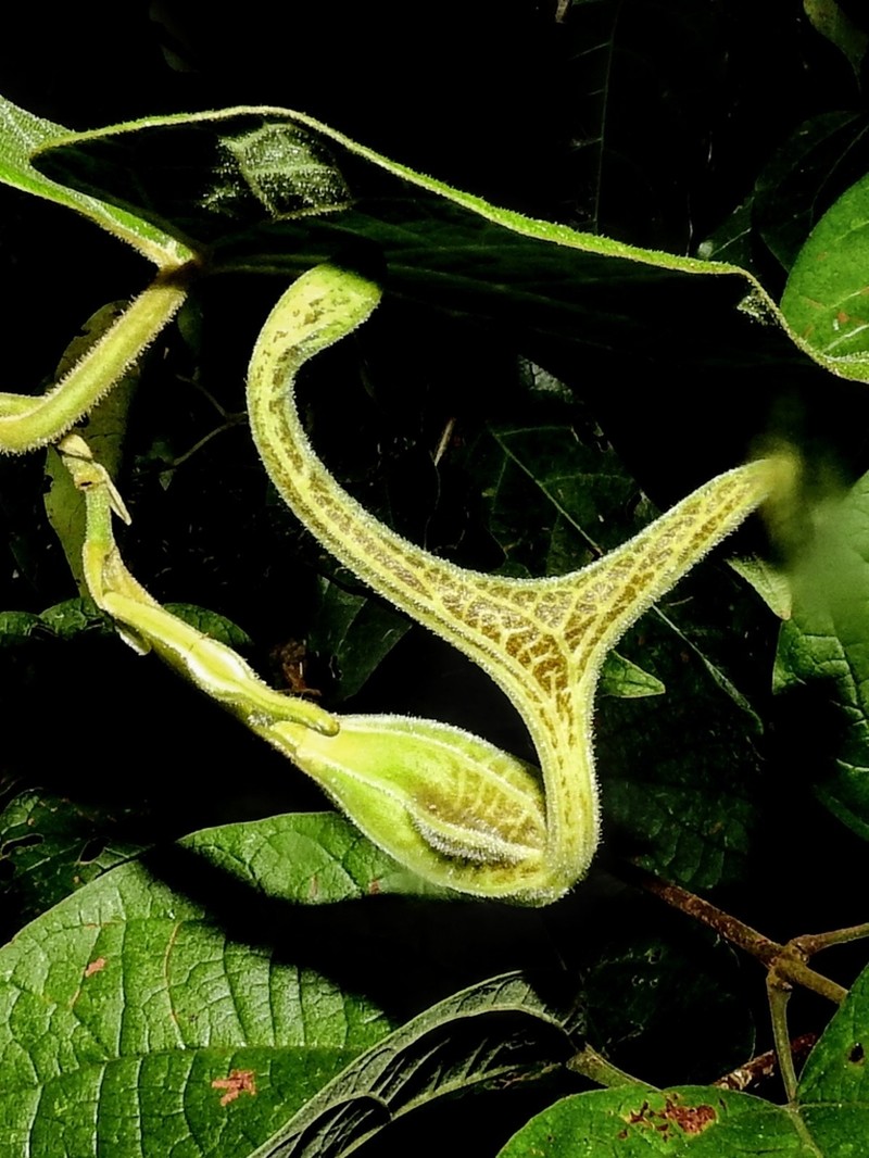 Aristolochia hoehneana photo 3