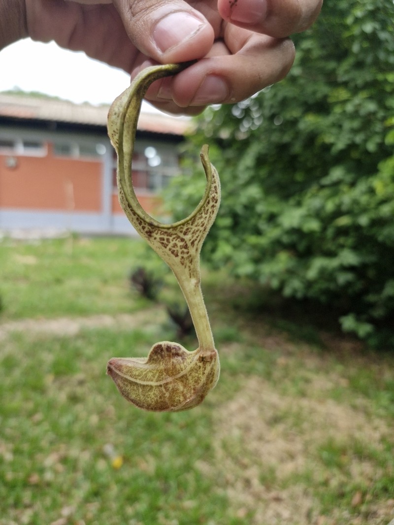 Aristolochia hoehneana photo 4