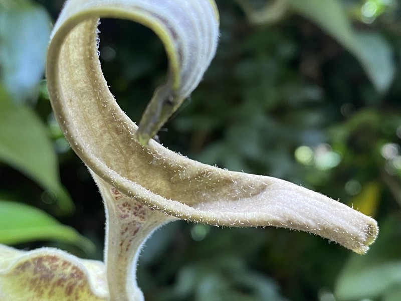 Aristolochia hoehneana photo 5