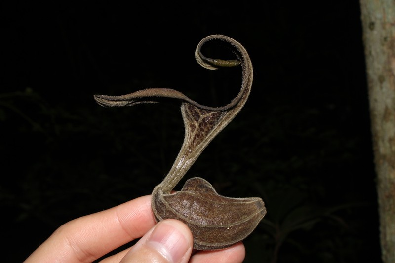Aristolochia hoehneana photo 6