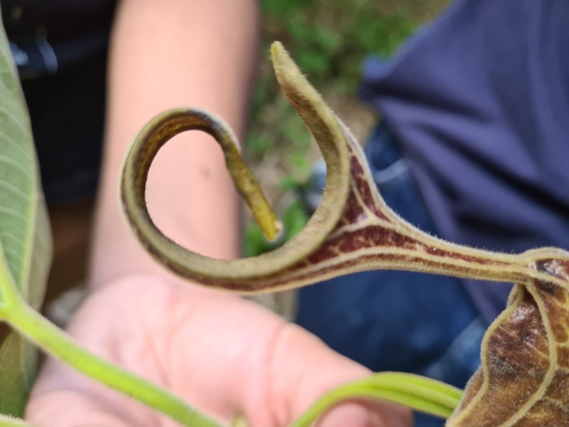 Aristolochia hoehneana photo 7