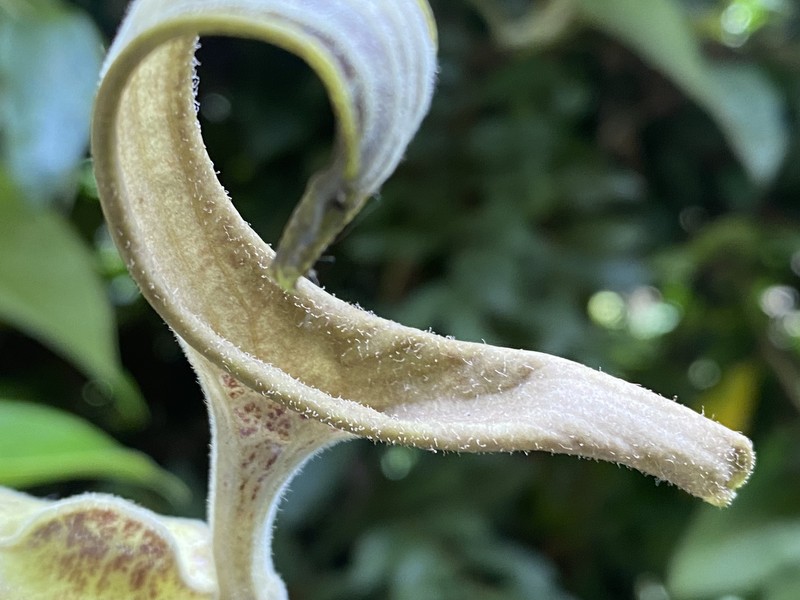 Aristolochia hoehneana photo 8