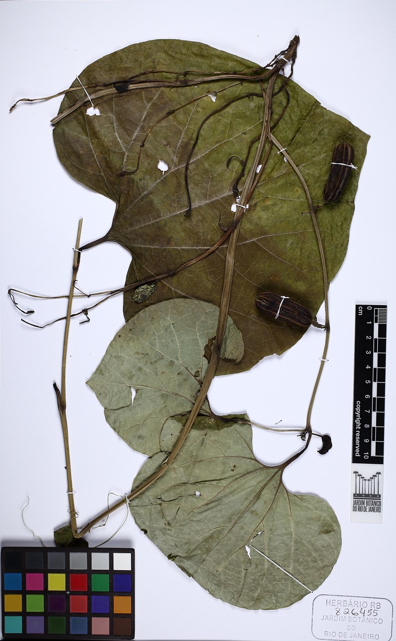 Aristolochia holostylis photo 2