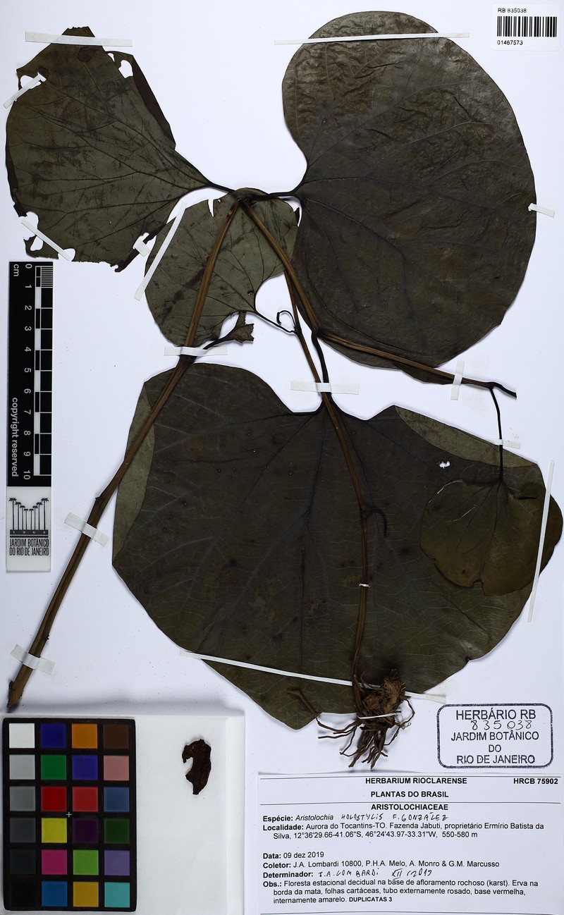 Aristolochia holostylis photo 3
