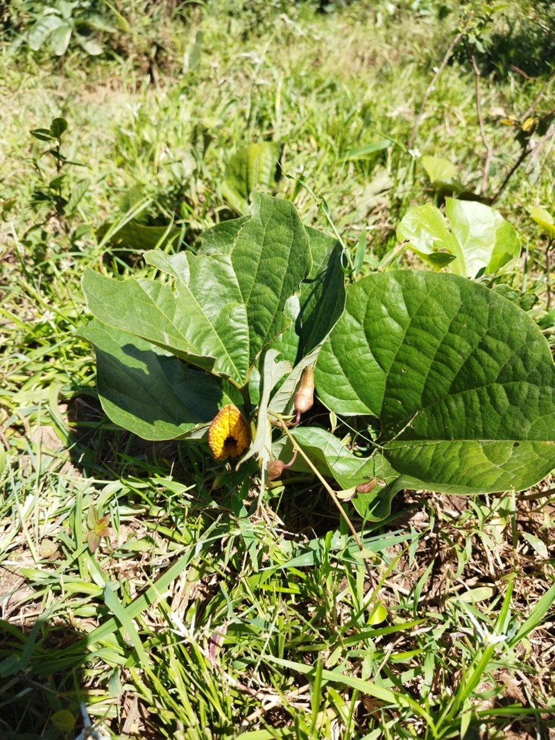 Aristolochia holostylis