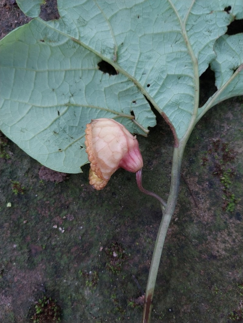 Aristolochia holostylis photo 4