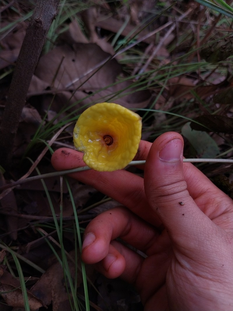 Aristolochia holostylis photo 5