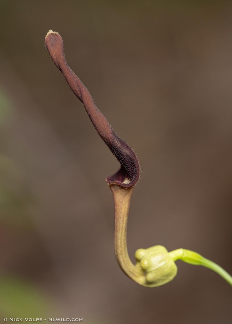 Aristolochia holtzei photo 3