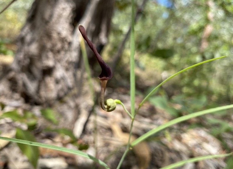 Aristolochia holtzei photo 8