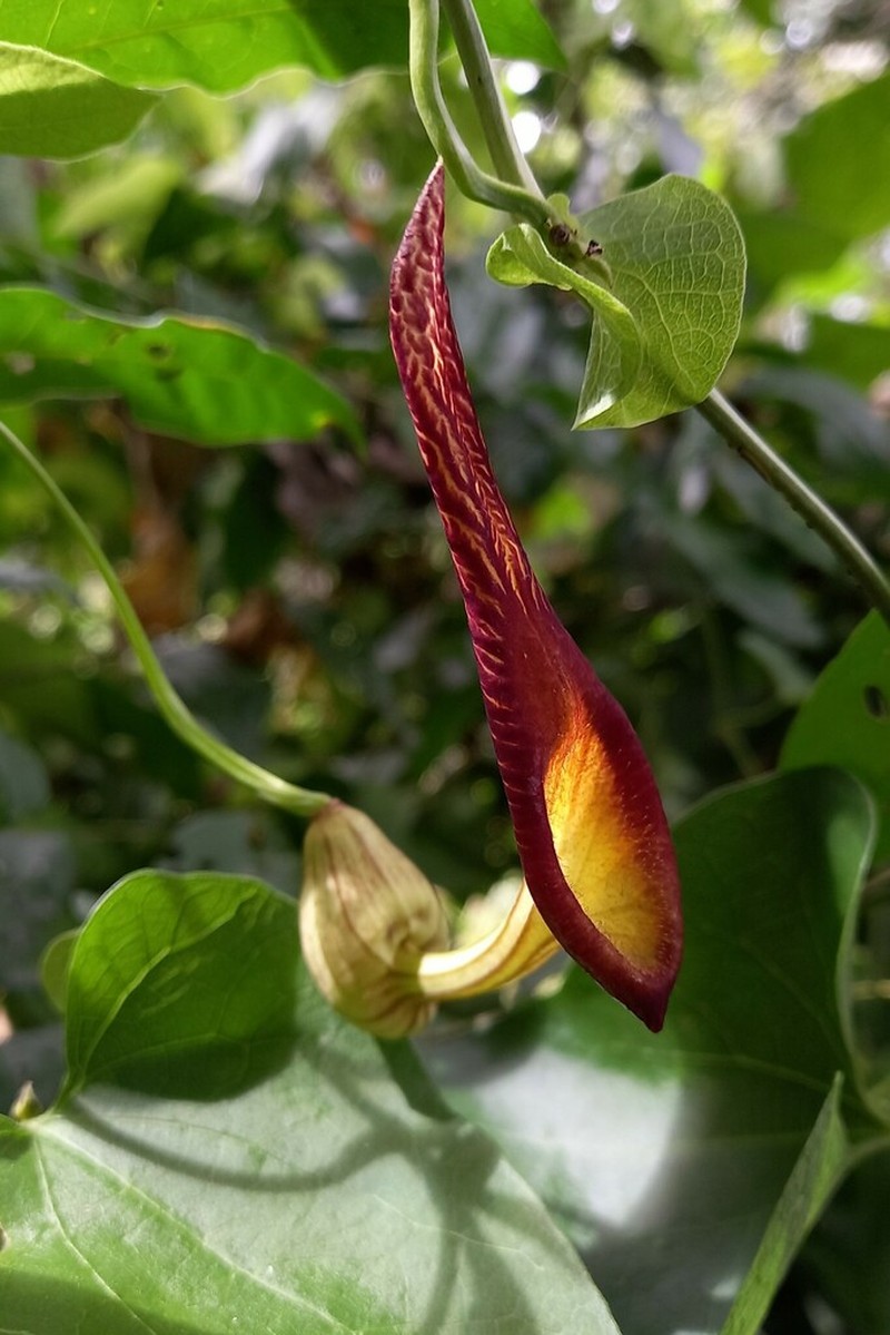 Aristolochia hondurensis