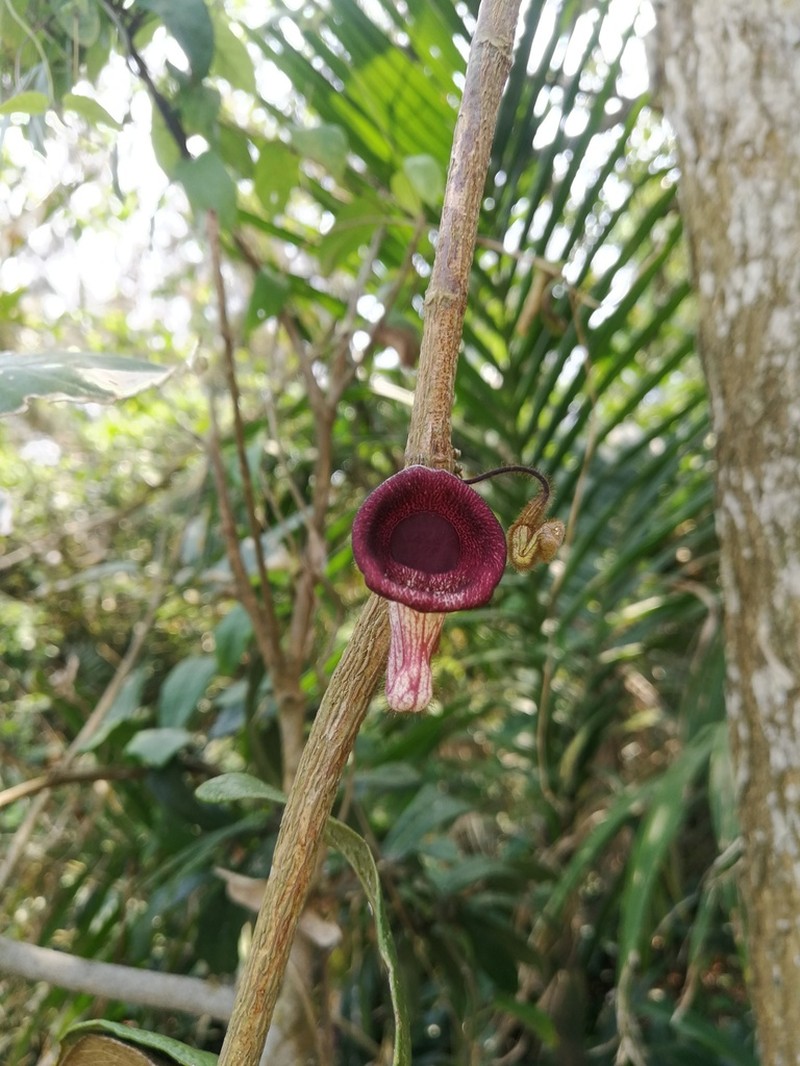 Aristolochia howii
