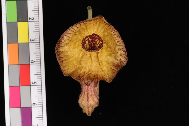 Aristolochia huanjiangensis photo 2