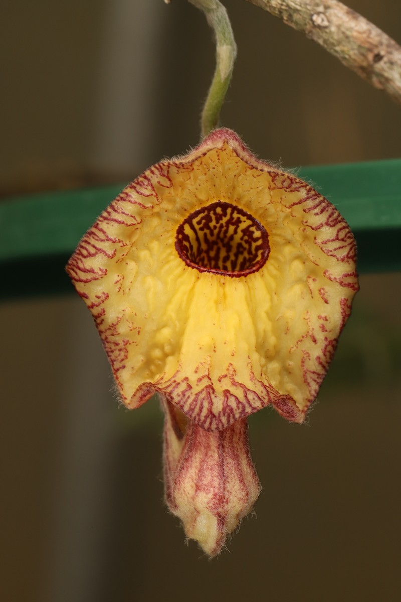 Aristolochia huanjiangensis photo 3