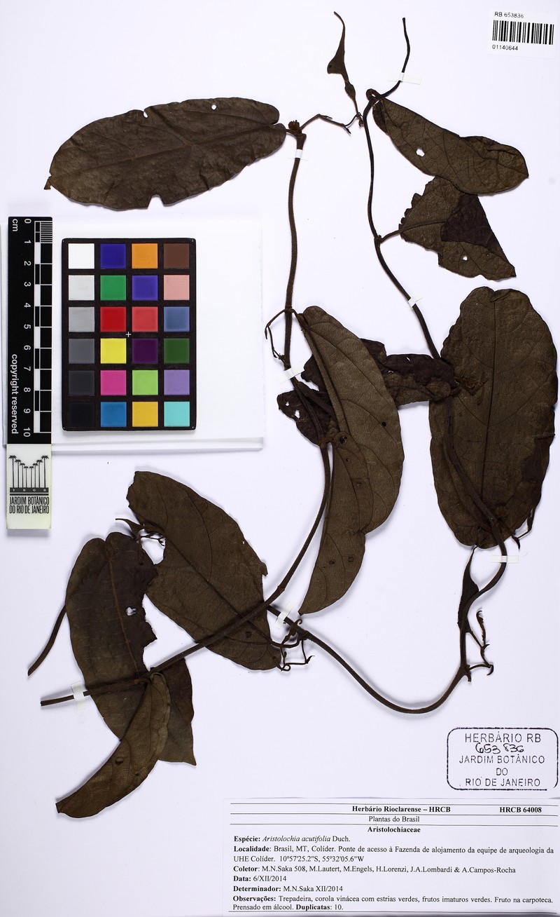 Aristolochia huberiana