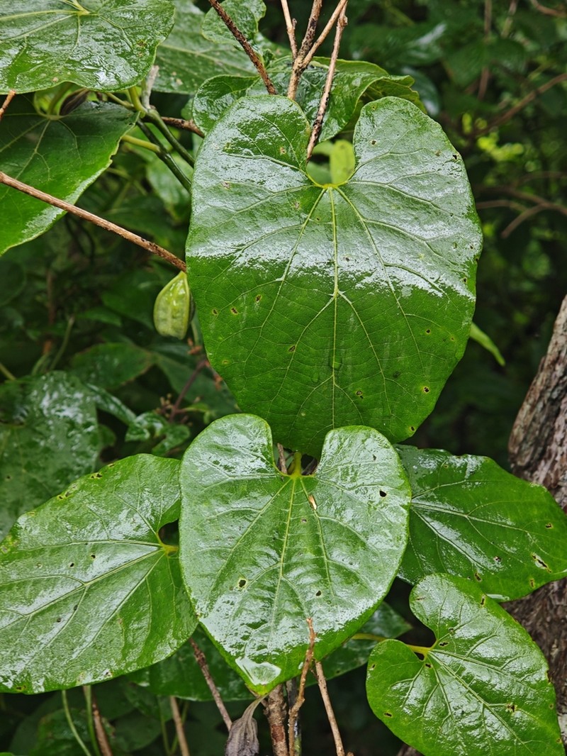 Aristolochia hyperxantha