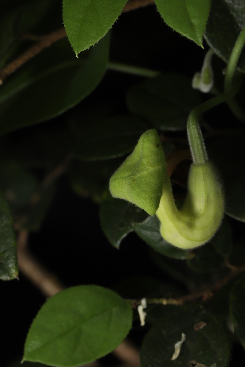 Aristolochia hyperxantha photo 2