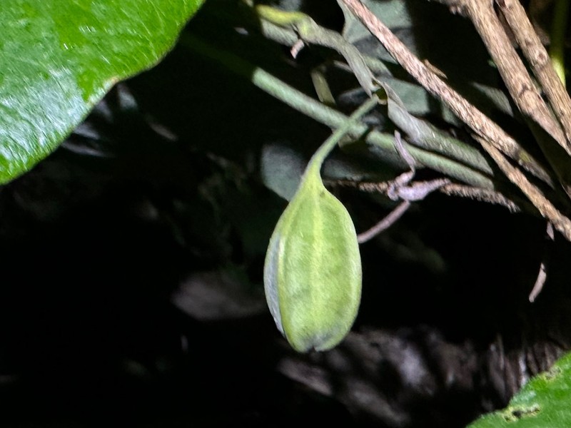 Aristolochia hyperxantha photo 3