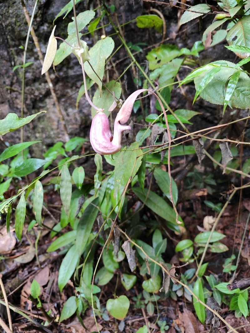 Aristolochia hypoglauca