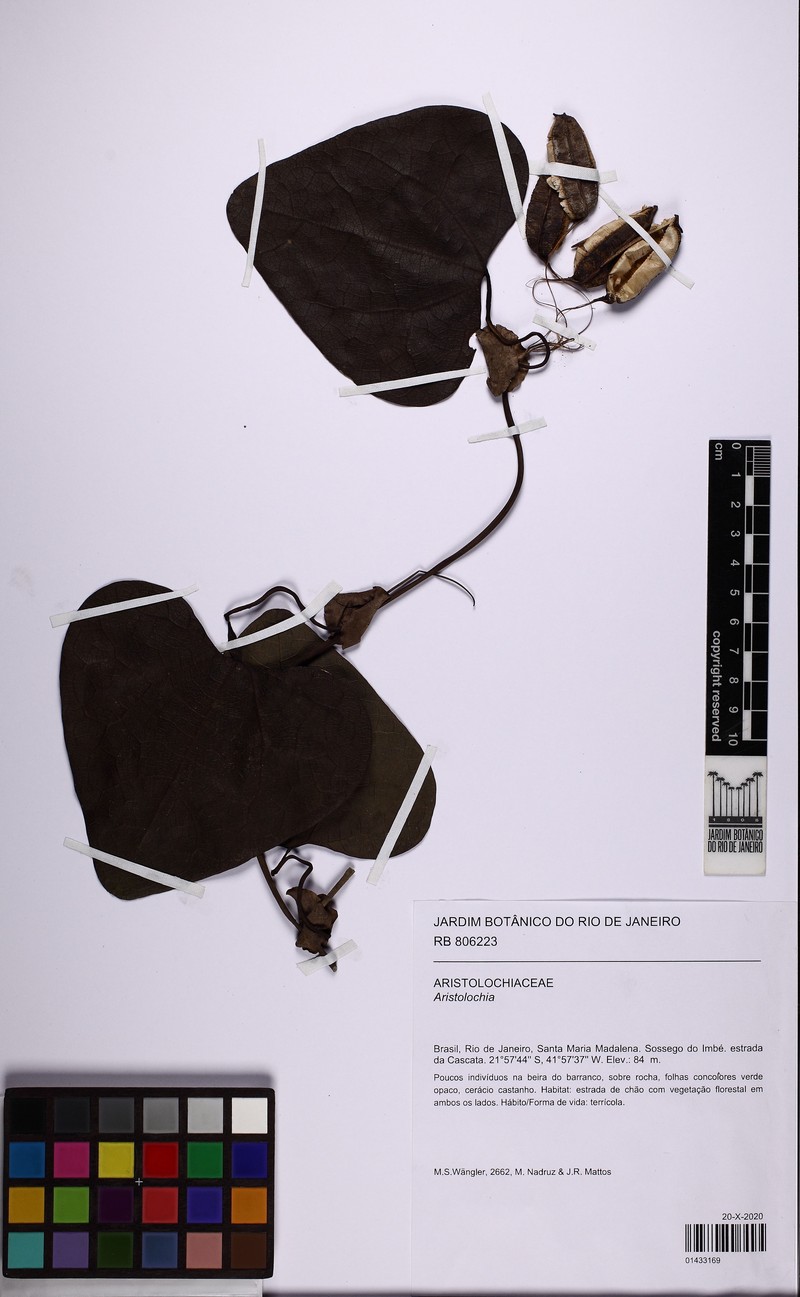 Aristolochia hypoglauca photo 2