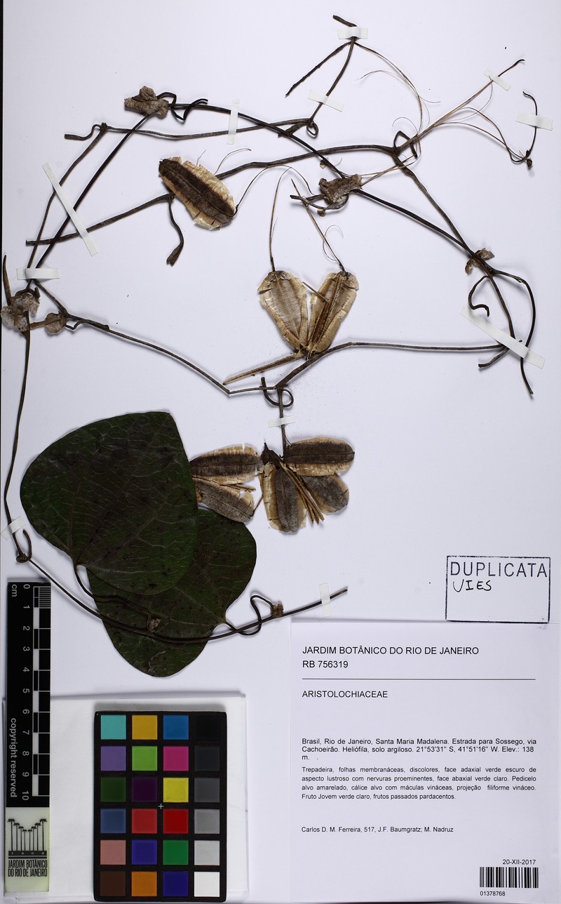 Aristolochia hypoglauca photo 3