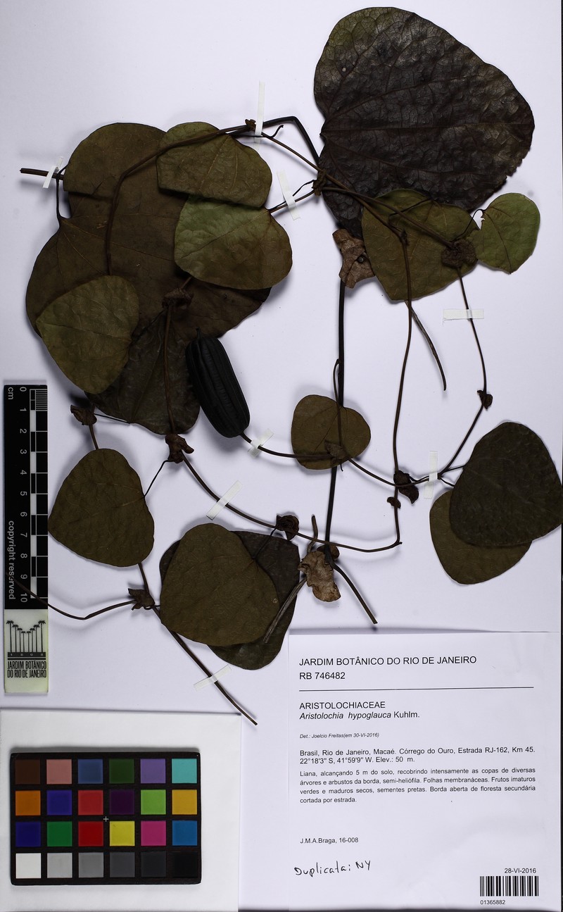 Aristolochia hypoglauca photo 4