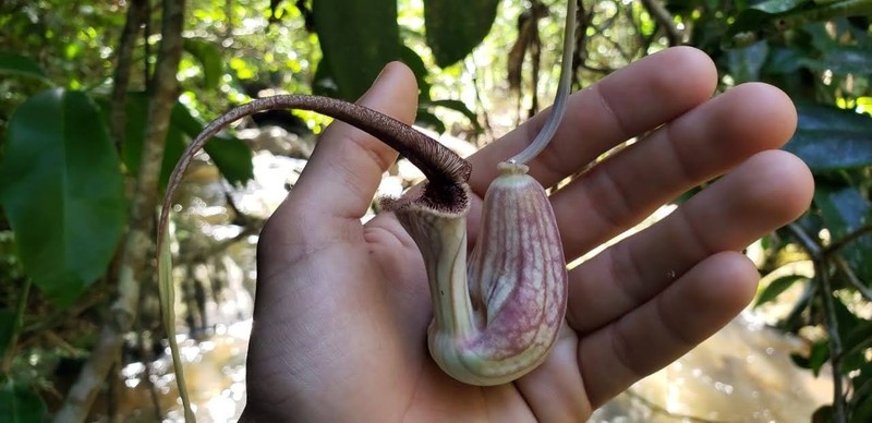 Aristolochia hypoglauca photo 6