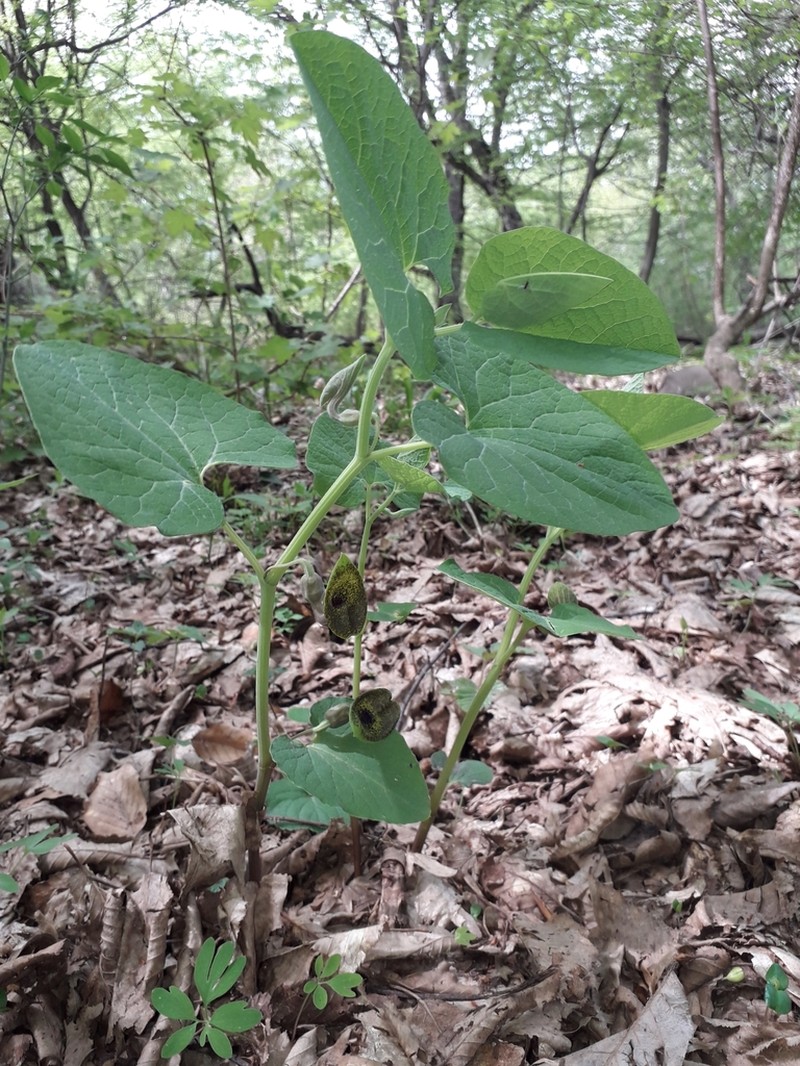 Aristolochia iberica