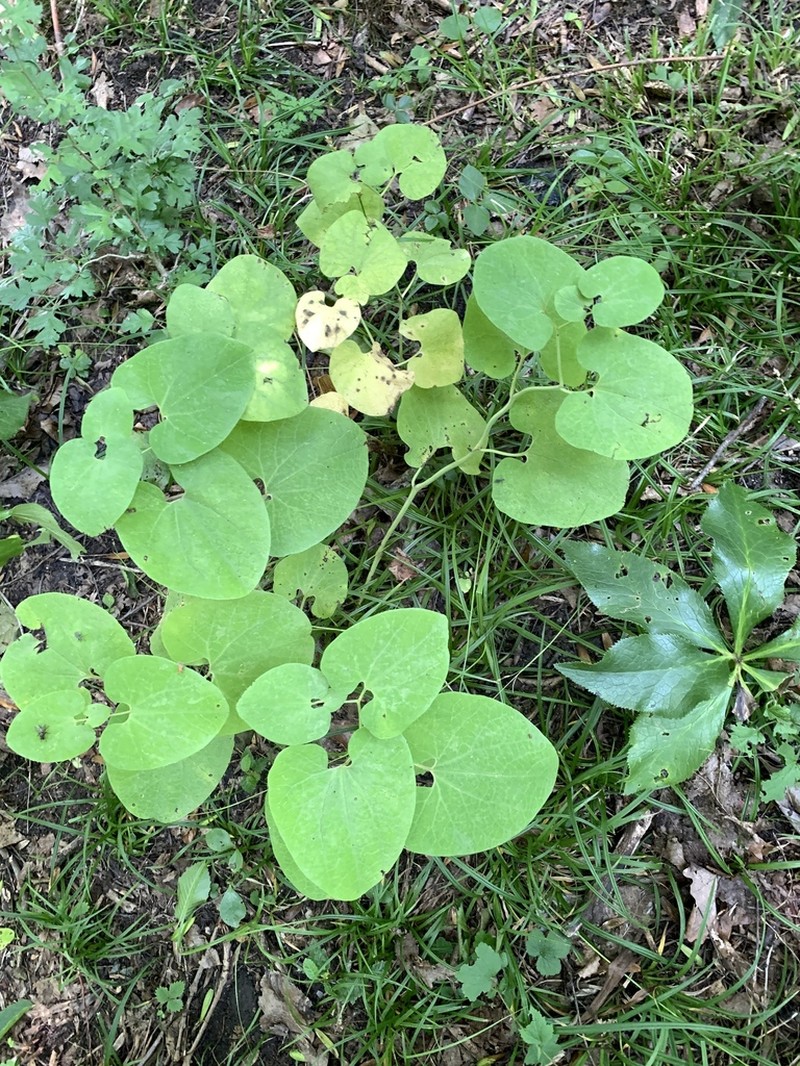 Aristolochia iberica photo 2