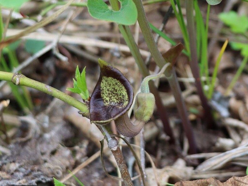 Aristolochia iberica photo 3