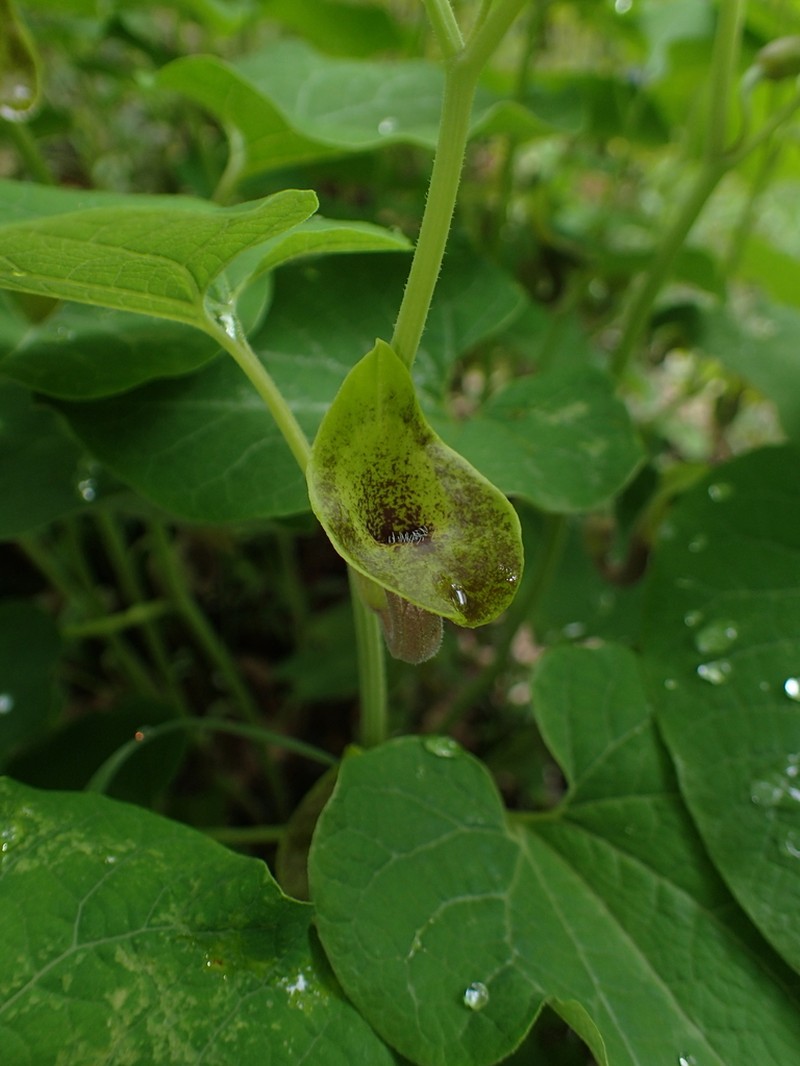 Aristolochia iberica photo 4