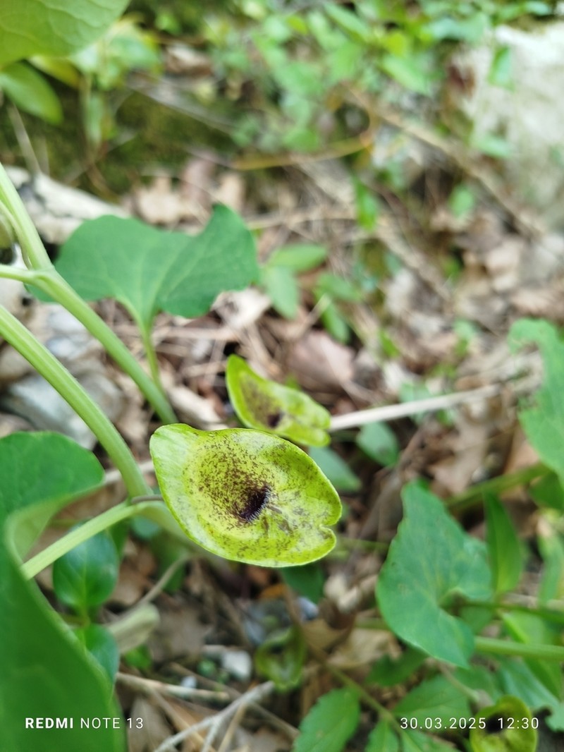 Aristolochia iberica photo 5