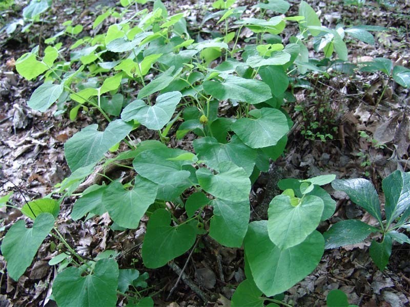 Aristolochia iberica photo 6