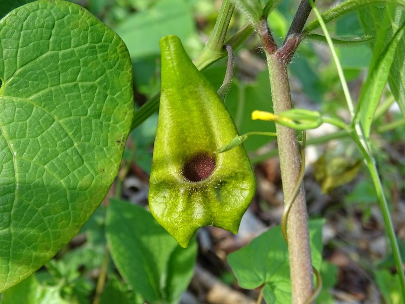 Aristolochia iberica photo 7