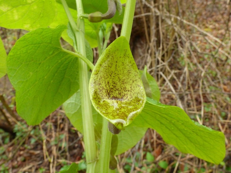 Aristolochia iberica photo 8