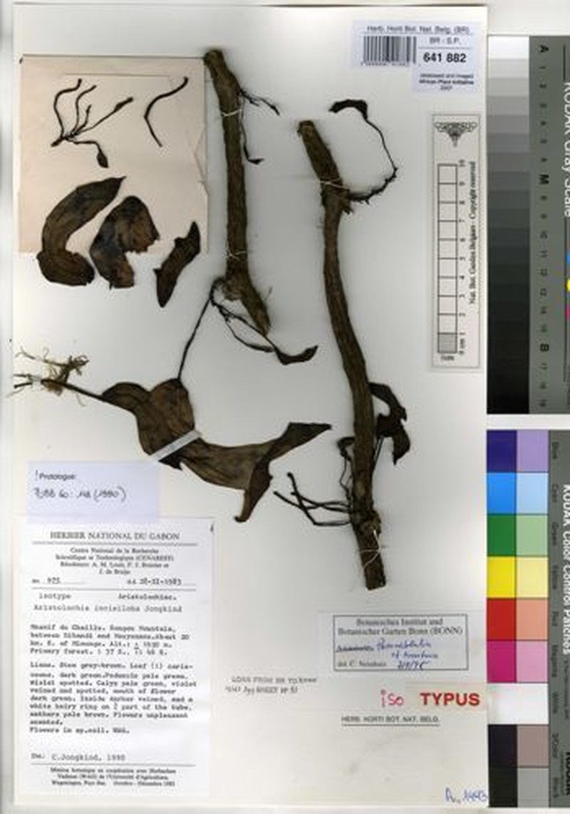 Aristolochia incisiloba