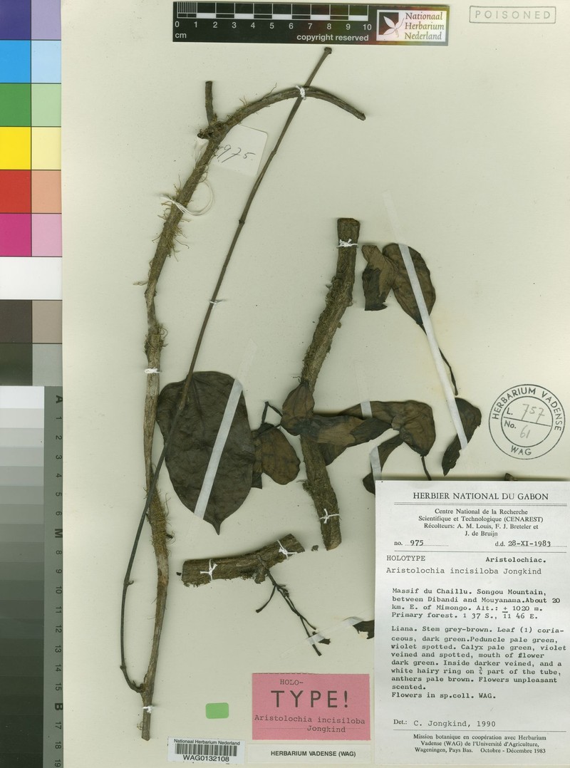 Aristolochia incisiloba photo 2