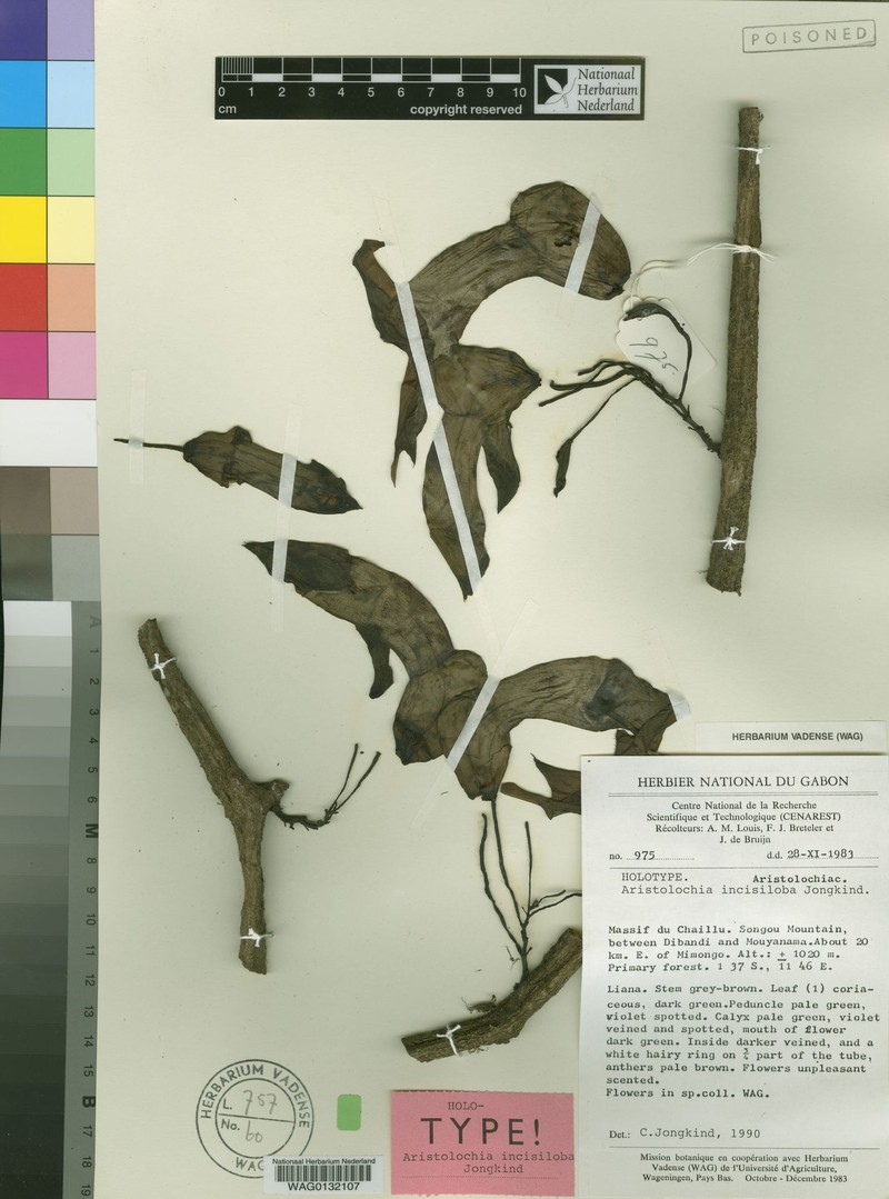 Aristolochia incisiloba photo 3