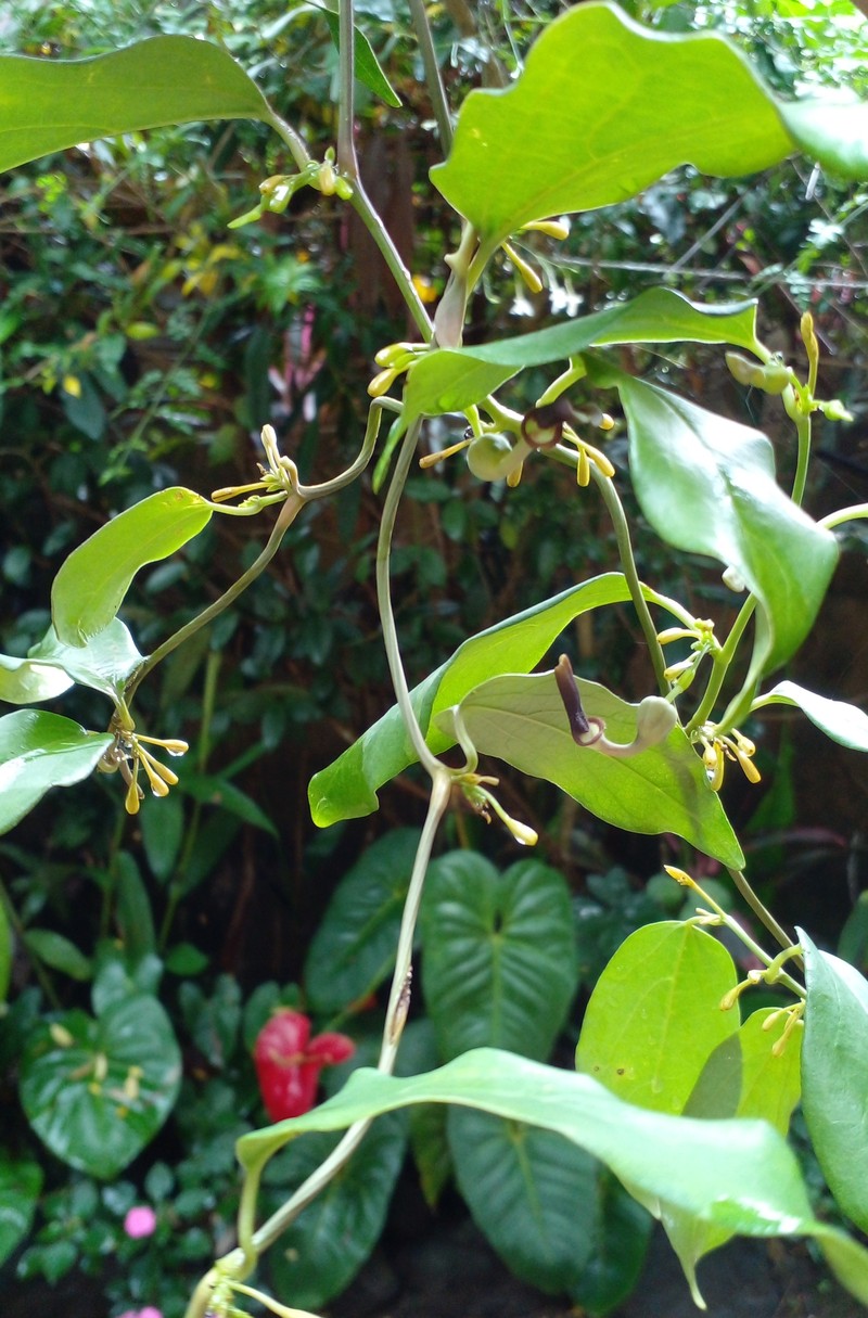Aristolochia indica