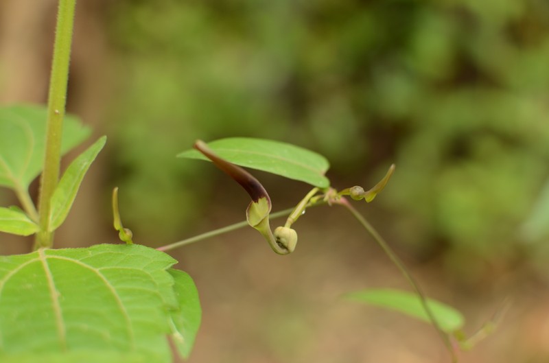 Aristolochia indica photo 2