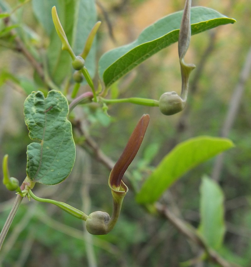 Aristolochia indica photo 3