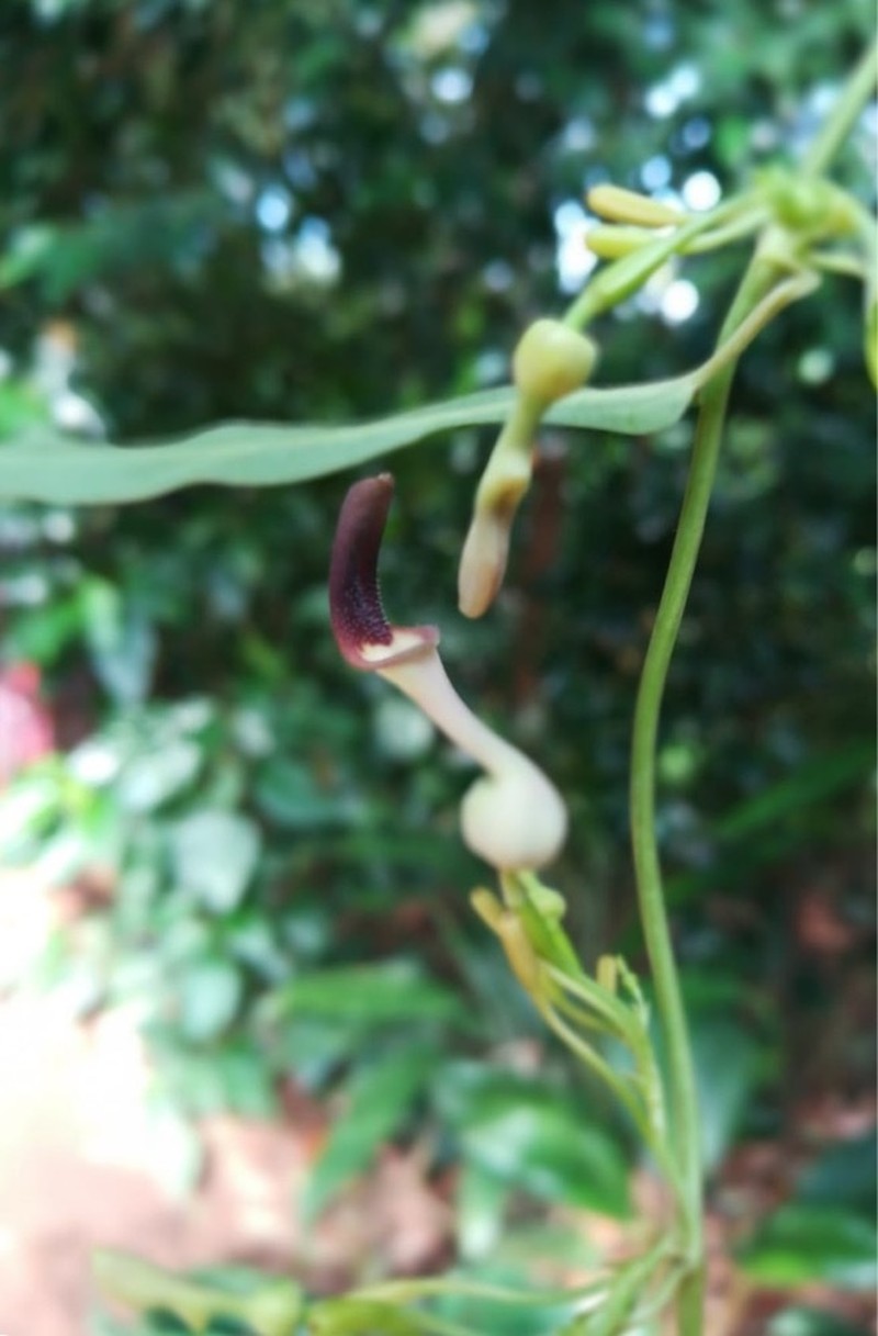 Aristolochia indica photo 5